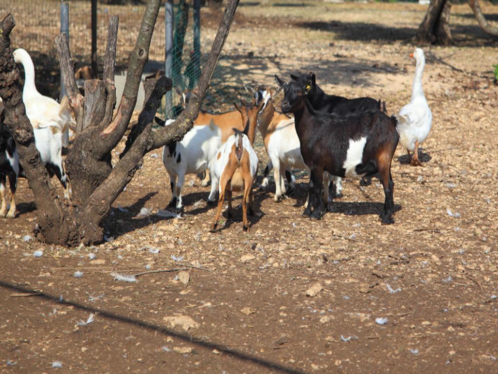Tenuta Lama Gorga تراني المظهر الخارجي الصورة